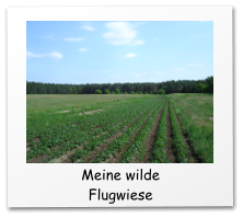 Meine wilde Flugwiese